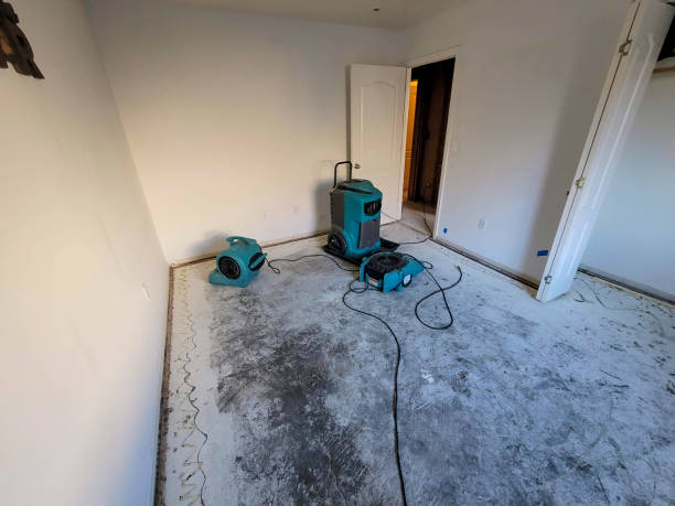 Best Carpet water damage restoration  in Blue Mountain, MS